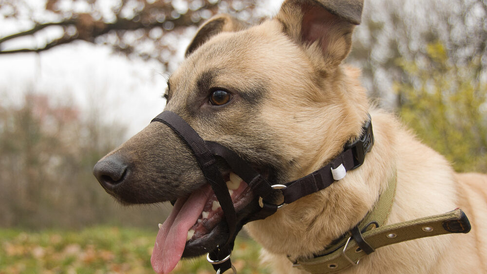 Tools Resources: Leashes, Tieback, Clicker, Elevated Bed, and Collars 7 Tools Resources: Leashes, Tieback, Clicker, Elevated Bed, and Collars 7