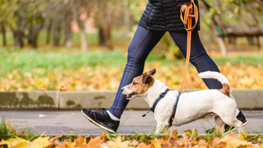 Learn How to Walk a Dog Types of Walks, Part 2 The Human Dog Team